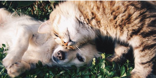 Why Freeze-Dried Treats Are the Healthiest Choice for Your Pet: A Tail Tips Guide